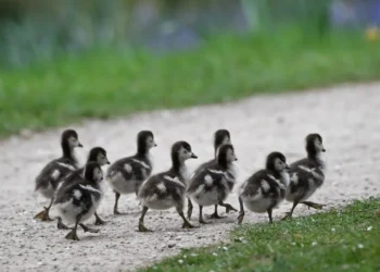 Psyop: Mengungkap Kebenaran Di Balik Apa Yang Kita Suka