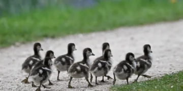 Psyop: Mengungkap Kebenaran Di Balik Apa Yang Kita Suka