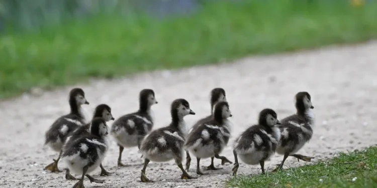 Semua Yang Kita Suka Adalah Psyop Psyop: Mengungkap Kebenaran Di Balik Apa Yang Kita Suka